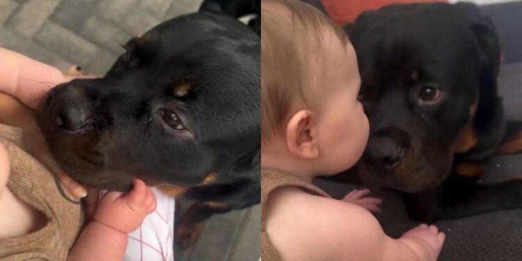 Big Dog Loves Babies & You Can Tell by the Way He’s Always So Gentle