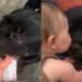Big Dog Loves Babies & You Can Tell by the Way He’s Always So Gentle