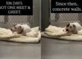 Nobody Comes To Meet Shelter Dog Confined To Windowless Concrete Kennel That Looks Like a Cell
