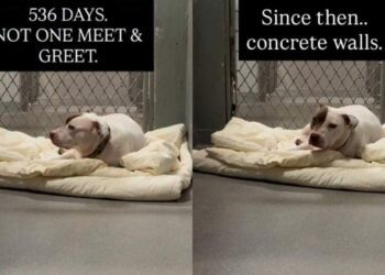 Nobody Comes To Meet Shelter Dog Confined To Windowless Concrete Kennel That Looks Like a Cell