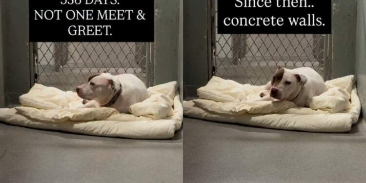 Nobody Comes To Meet Shelter Dog Confined To Windowless Concrete Kennel That Looks Like a Cell