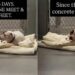 Nobody Comes To Meet Shelter Dog Confined To Windowless Concrete Kennel That Looks Like a Cell