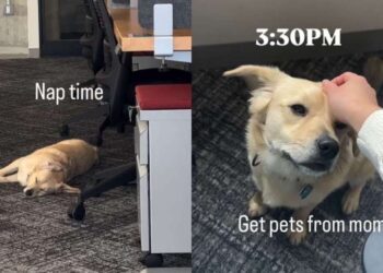 Rescue Dog Starts His Shift at Amazon & Quickly Learns Naps Are Part of the Job