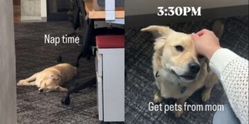 Rescue Dog Starts His Shift at Amazon & Quickly Learns Naps Are Part of the Job