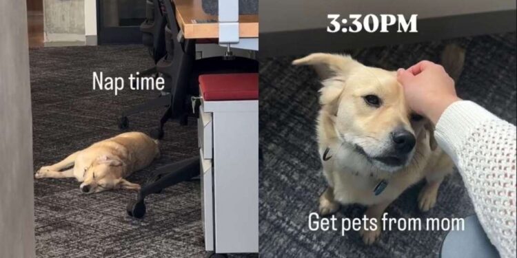 Rescue Dog Starts His Shift at Amazon & Quickly Learns Naps Are Part of the Job