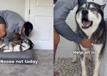 Big Dog Cries When Human Tries To Give Him a Bath, Then Screams for Help From the Shower