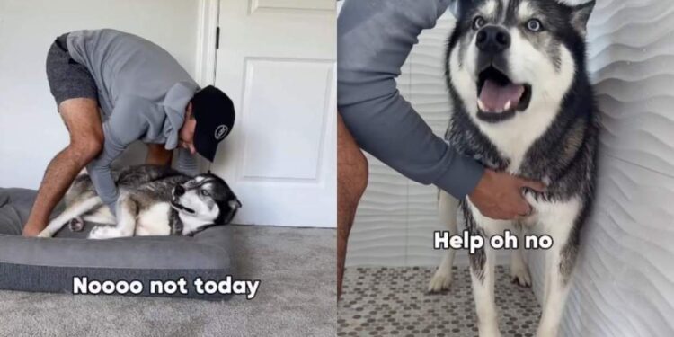 Big Dog Cries When Human Tries To Give Him a Bath, Then Screams for Help From the Shower