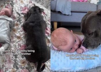 Dog’s Big Brother Role for Baby Comes With a Whole Lot of ‘Sniffing & Supervising’