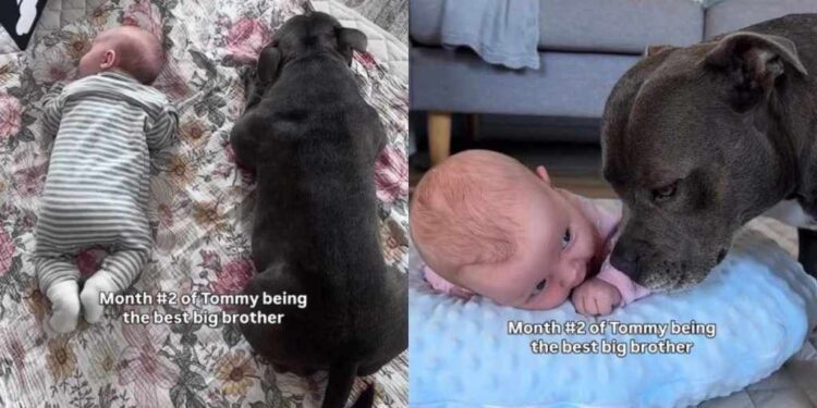 Dog’s Big Brother Role for Baby Comes With a Whole Lot of ‘Sniffing & Supervising’