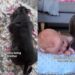 Dog’s Big Brother Role for Baby Comes With a Whole Lot of ‘Sniffing & Supervising’