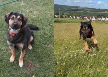 Rescue Dog Thinks Human’s Leaving Him for a One-Way Ticket Home, Unaware He’s Going With Her