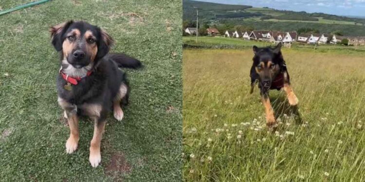 Rescue Dog Thinks Human’s Leaving Him for a One-Way Ticket Home, Unaware He’s Going With Her