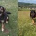 Rescue Dog Thinks Human’s Leaving Him for a One-Way Ticket Home, Unaware He’s Going With Her