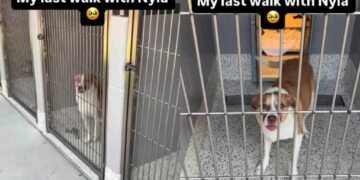 Human Visits Shelter Dog on Her Last Day for One Final Walk, Then the Unthinkable Happens
