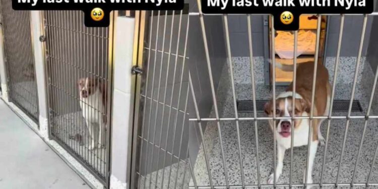 Human Visits Shelter Dog on Her Last Day for One Final Walk, Then the Unthinkable Happens