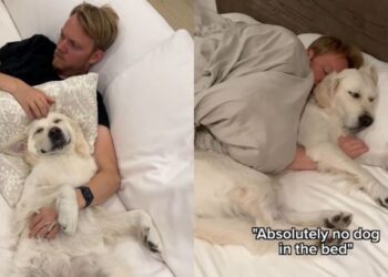 Golden Retriever Has Dad Going Back on All the Rules He Swore He’d Never Break