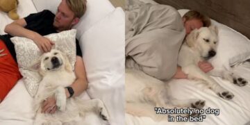Golden Retriever Has Dad Going Back on All the Rules He Swore He’d Never Break