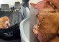 Shelter Dog’s First Time Sleeping in a Home After Life as a Stray Is Everything He Dreamed Of