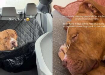 Shelter Dog’s First Time Sleeping in a Home After Life as a Stray Is Everything He Dreamed Of