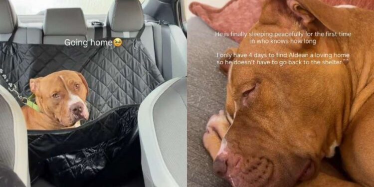 Shelter Dog’s First Time Sleeping in a Home After Life as a Stray Is Everything He Dreamed Of