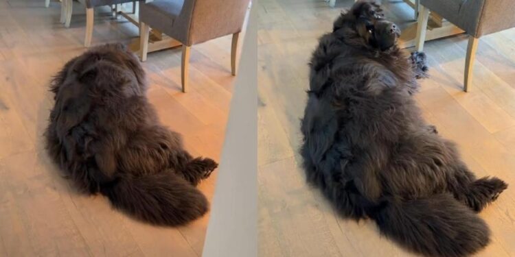 Human Hears Rescue Dog Whining & Comforts Him Anyway, Then Learns the Heartbreaking Reason