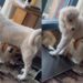 Puppy Freezes in Confusion When the Dog Under His Belly Suddenly Starts Howling