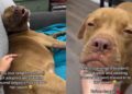 After Becoming the Longest Resident, Rescue Dog Finally Finds a Home & Changes a Life
