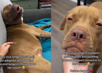 After Becoming the Longest Resident, Rescue Dog Finally Finds a Home & Changes a Life