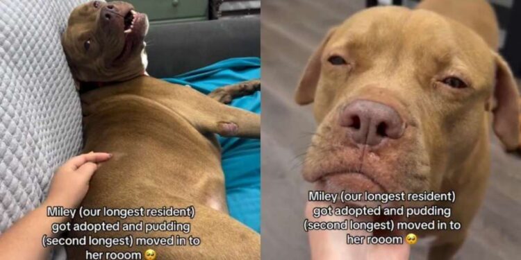 After Becoming the Longest Resident, Rescue Dog Finally Finds a Home & Changes a Life