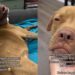 After Becoming the Longest Resident, Rescue Dog Finally Finds a Home & Changes a Life