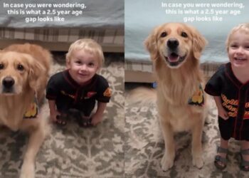 Toddler Copies Golden Retriever’s Every Command & Has the Time of His Life