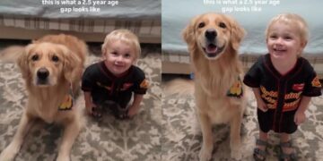 Toddler Copies Golden Retriever’s Every Command & Has the Time of His Life