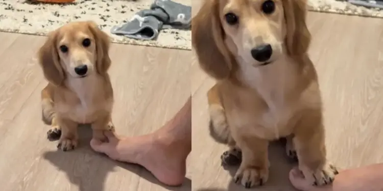 Tiny Dog Tries Everything to Win This Silly Game With Dad & Gets Confused by the End of It