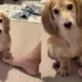 Tiny Dog Tries Everything to Win This Silly Game With Dad & Gets Confused by the End of It