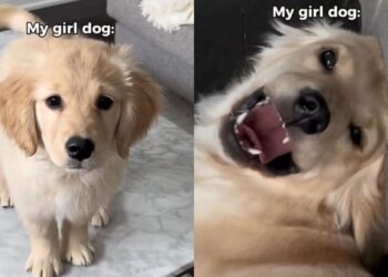 Mom Adopted a Girl Dog Expecting Calm & Got a ‘Sassy’ Chaos Machine Instead