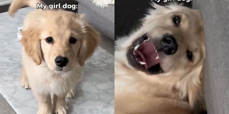 Mom Adopted a Girl Dog Expecting Calm & Got a ‘Sassy’ Chaos Machine Instead