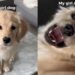 Mom Adopted a Girl Dog Expecting Calm & Got a ‘Sassy’ Chaos Machine Instead