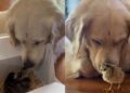Golden Retriever Refuses To Take Eyes off His ‘Babies’ Like He’s Afraid To Lose Them