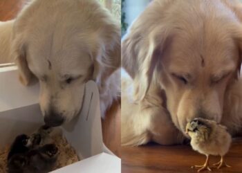 Golden Retriever Refuses To Take Eyes off His ‘Babies’ Like He’s Afraid To Lose Them