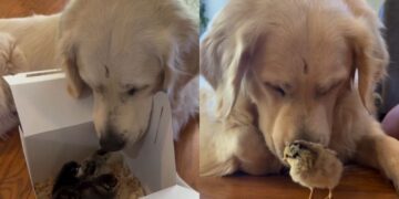 Golden Retriever Refuses To Take Eyes off His ‘Babies’ Like He’s Afraid To Lose Them