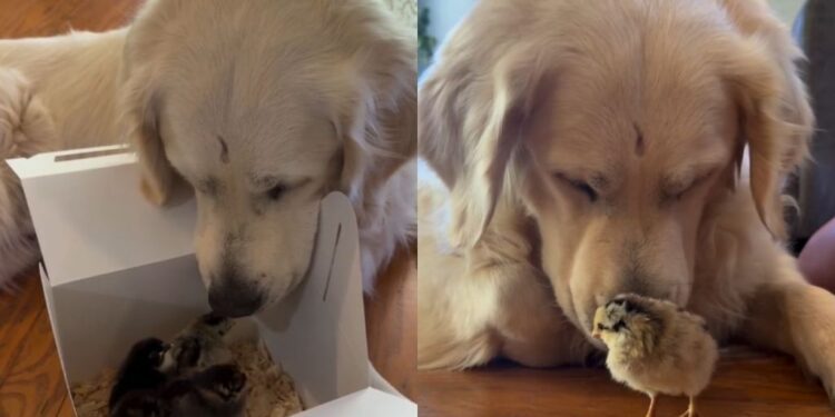 Golden Retriever Refuses To Take Eyes off His ‘Babies’ Like He’s Afraid To Lose Them