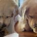 Golden Retriever Refuses To Take Eyes off His ‘Babies’ Like He’s Afraid To Lose Them
