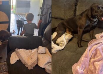 Neighbor’s Dog Never Feels Alone While His Parents Work Because His Second Family Is Next Door