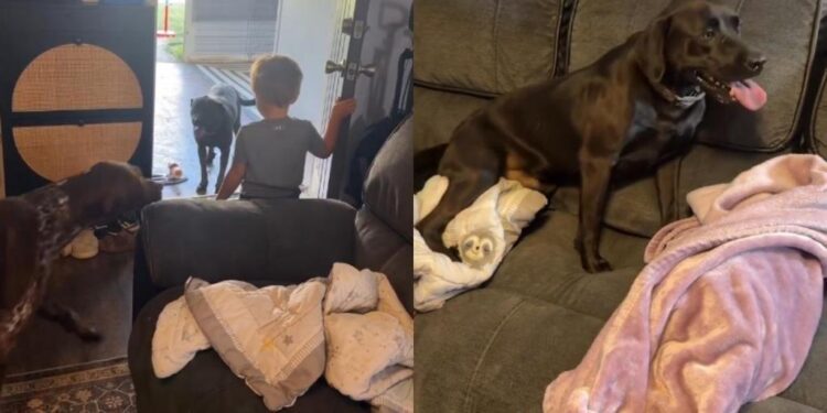 Neighbor’s Dog Never Feels Alone While His Parents Work Because His Second Family Is Next Door