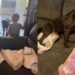 Neighbor’s Dog Never Feels Alone While His Parents Work Because His Second Family Is Next Door