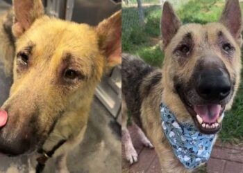 Human Spots Shelter Dog Curled up Alone in a Kennel Corner & What Happens Next Breaks Their Heart