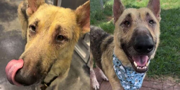 Human Spots Shelter Dog Curled up Alone in a Kennel Corner & What Happens Next Breaks Their Heart