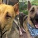 Human Spots Shelter Dog Curled up Alone in a Kennel Corner & What Happens Next Breaks Their Heart