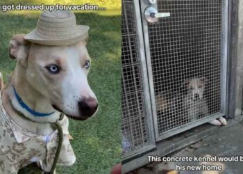 Shelter Dog Thought He Was Going on a Vacation, Only for Him To End up in a Concrete Kennel
