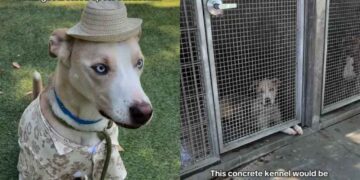 Shelter Dog Thought He Was Going on a Vacation, Only for Him To End up in a Concrete Kennel